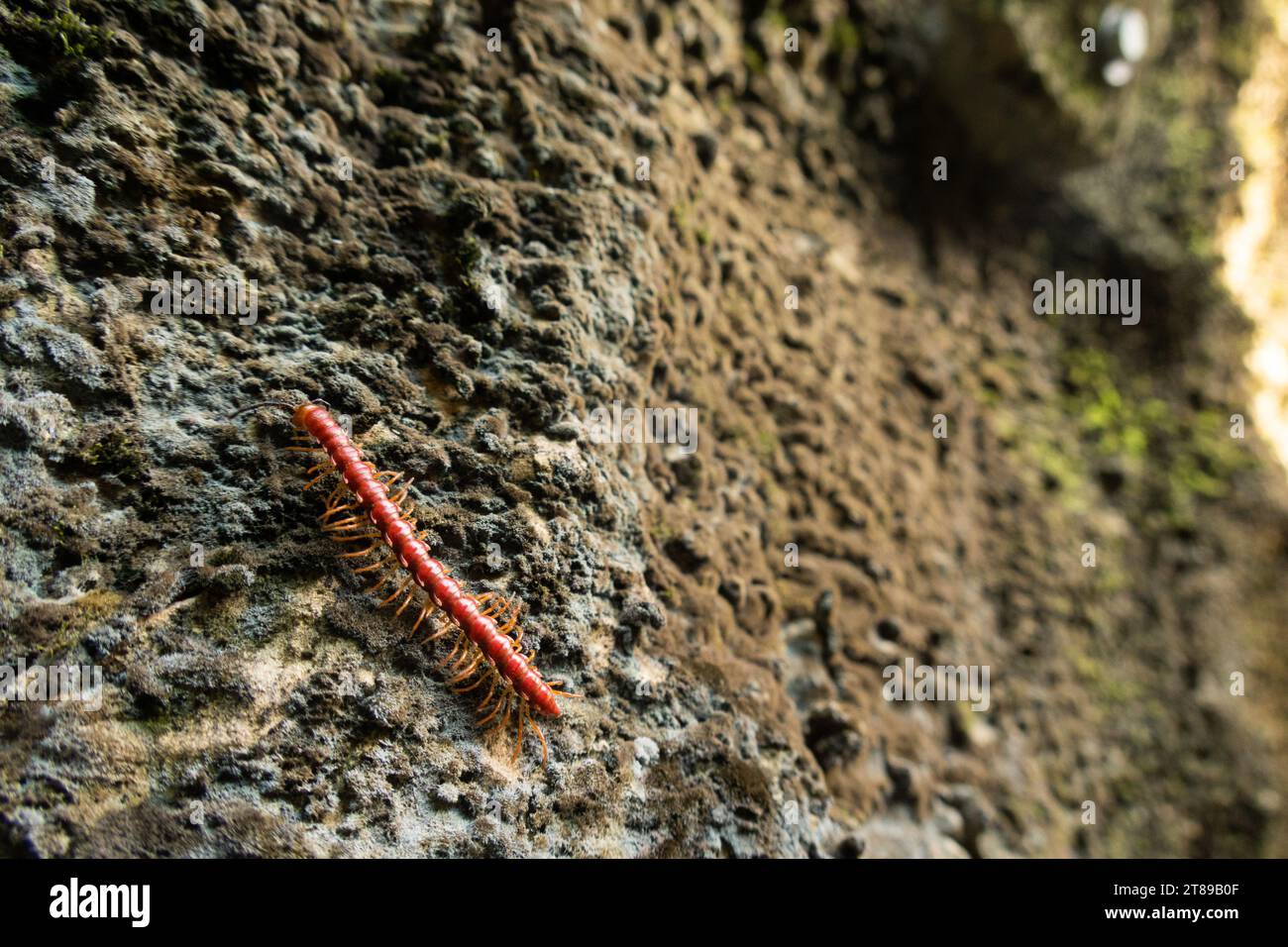 Red millipede (polydesmid, strigamia, chelodesmidae) in Sumatra, Indonesia Stock Photo
