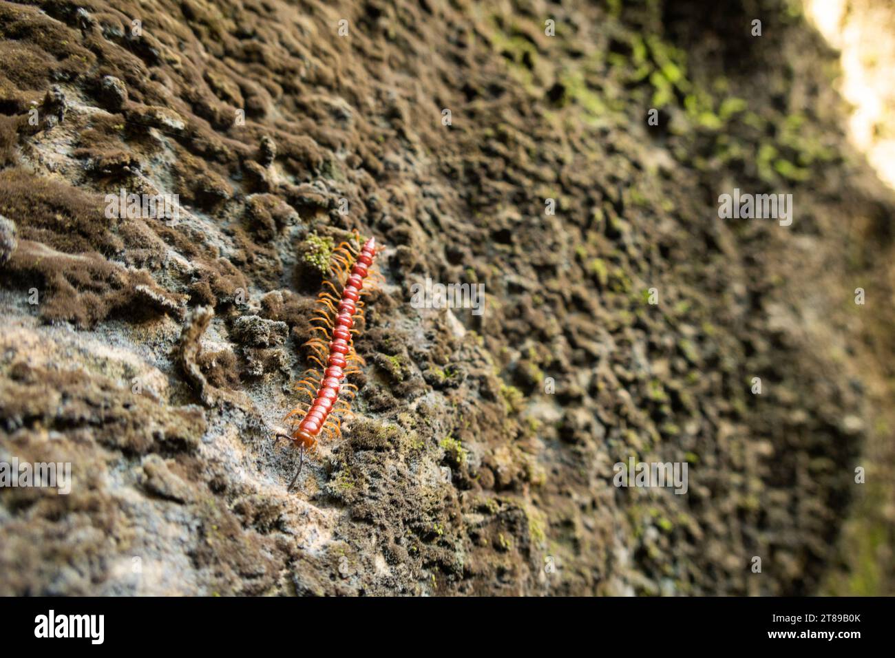 Red millipede (polydesmid, strigamia, chelodesmidae) in Sumatra, Indonesia Stock Photo