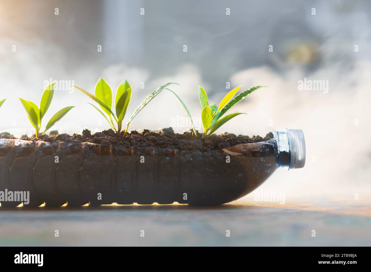 Seedling In a plastic bottle. Recycling to reduce waste to zero. environmental and pollution concept Stock Photo