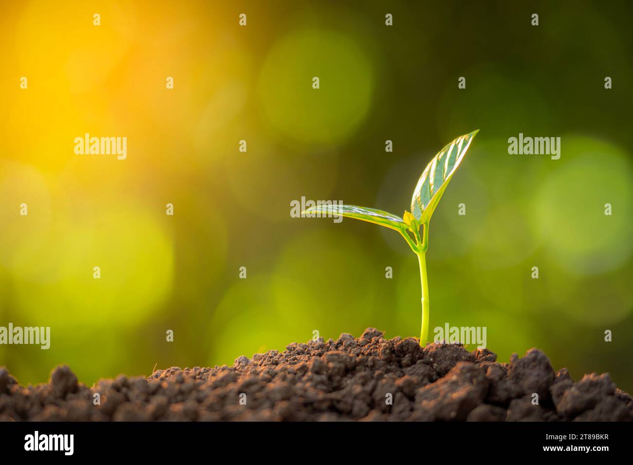 Young Plant Growing from the fertile soil to the morning sunlight Stock ...