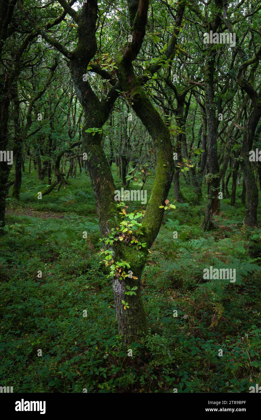 Oak trees in woodlands hi-res stock photography and images - Alamy