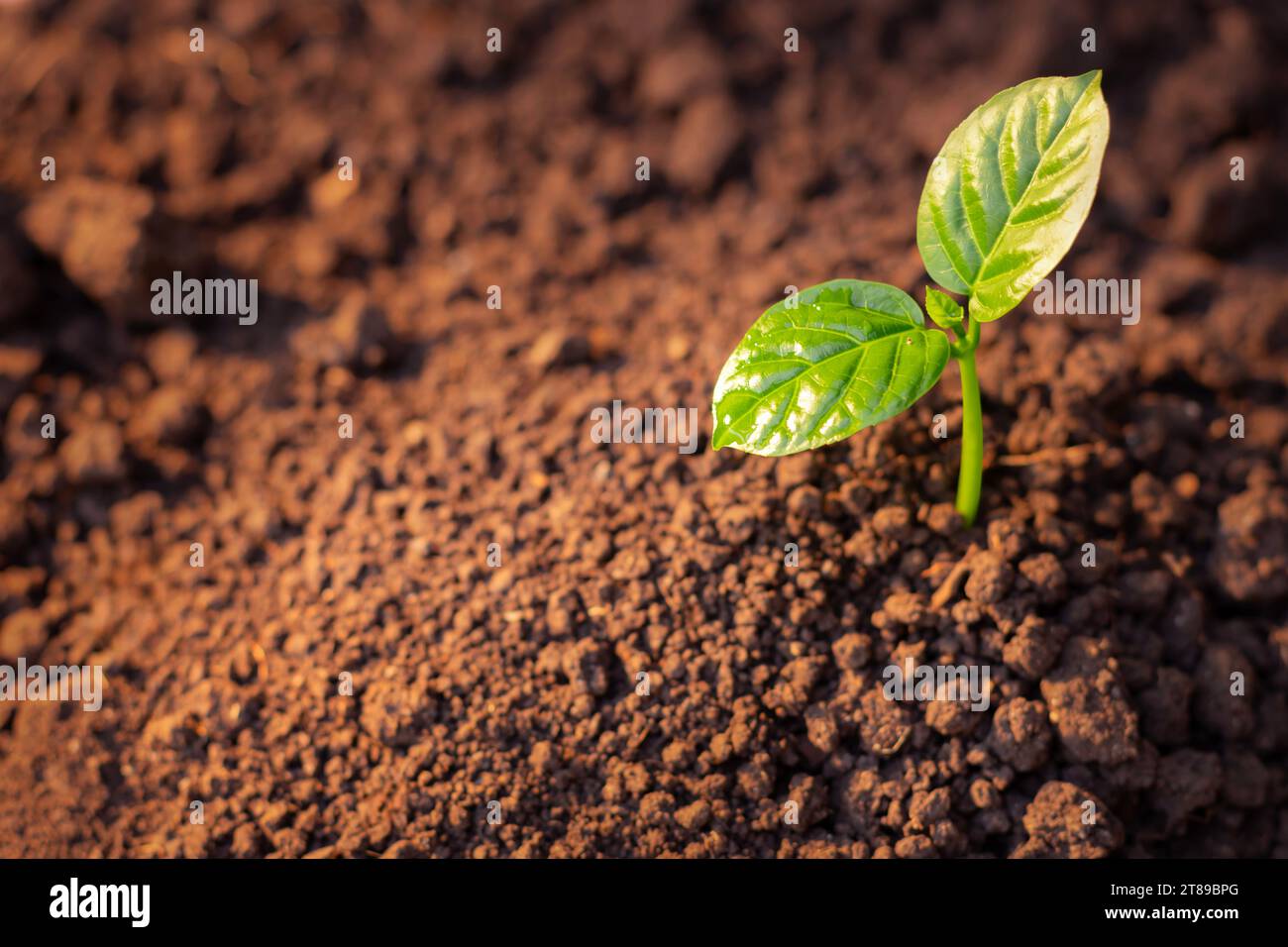 Young Plant Growing from the fertile soil to the morning sunlight Stock ...