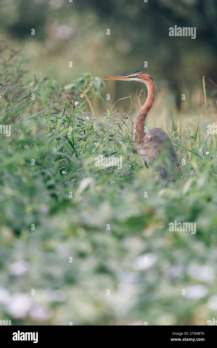 Purple heron bird in India Stock Photo Alamy