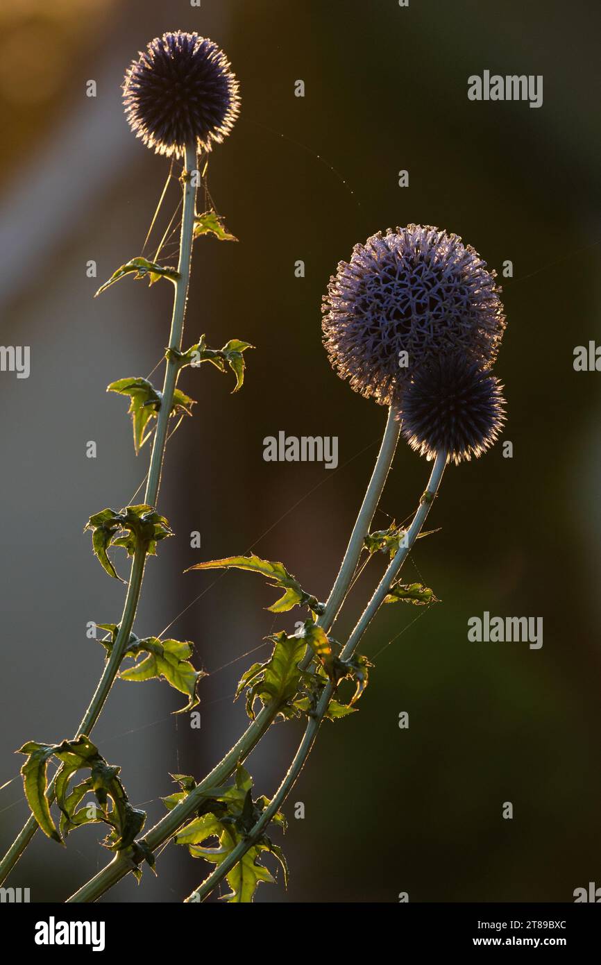 Backlit Globe Thistle flower heads Stock Photo Alamy