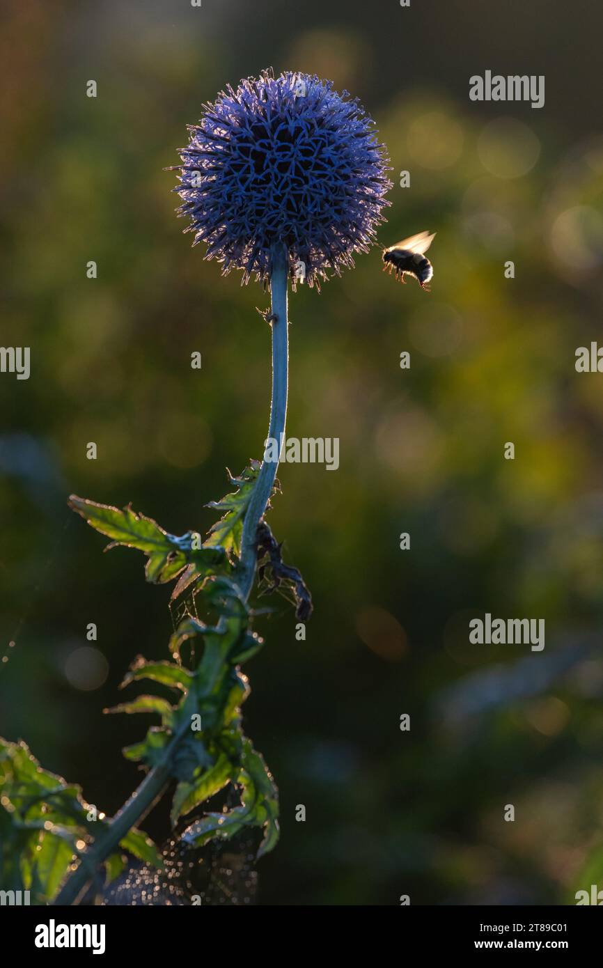 Backlit Globe Thistle flower head with Bee in flight Stock Photo Alamy