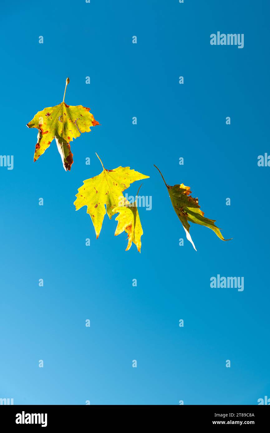 Yellowed leaves of plane tree in front of blue sunny sky in autumn Stock Photo