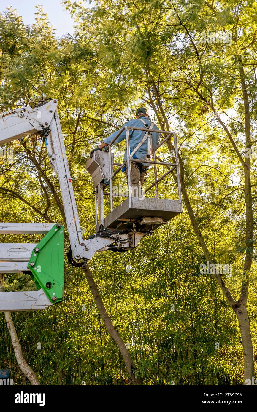 A man on an aerial platform approaches the top of a mimosa tree to prune it Stock Photo