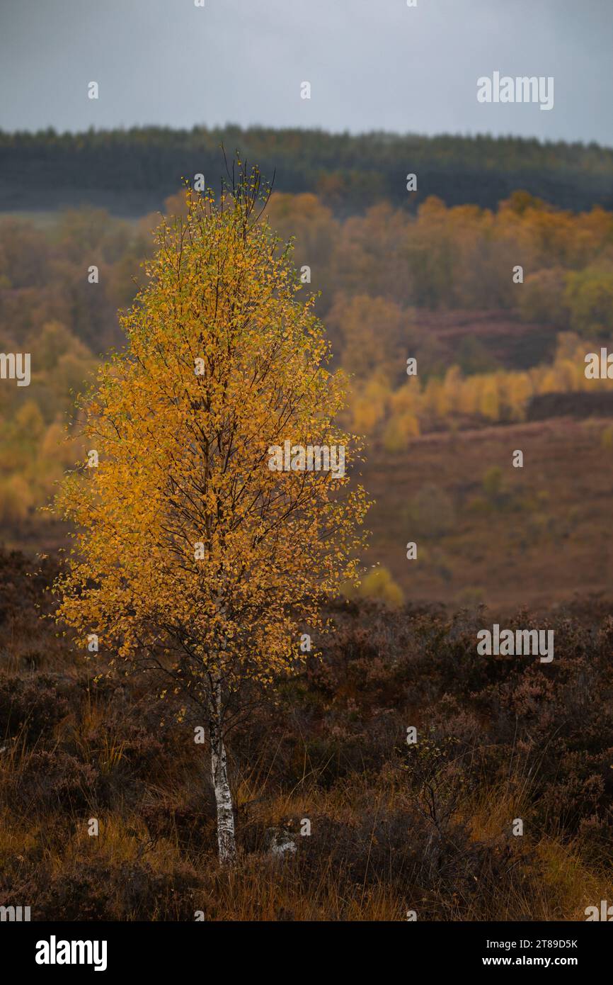 Autumnal tree against distant  backdrop of pine forrest, Perthshire, Scotland, UK Stock Photo