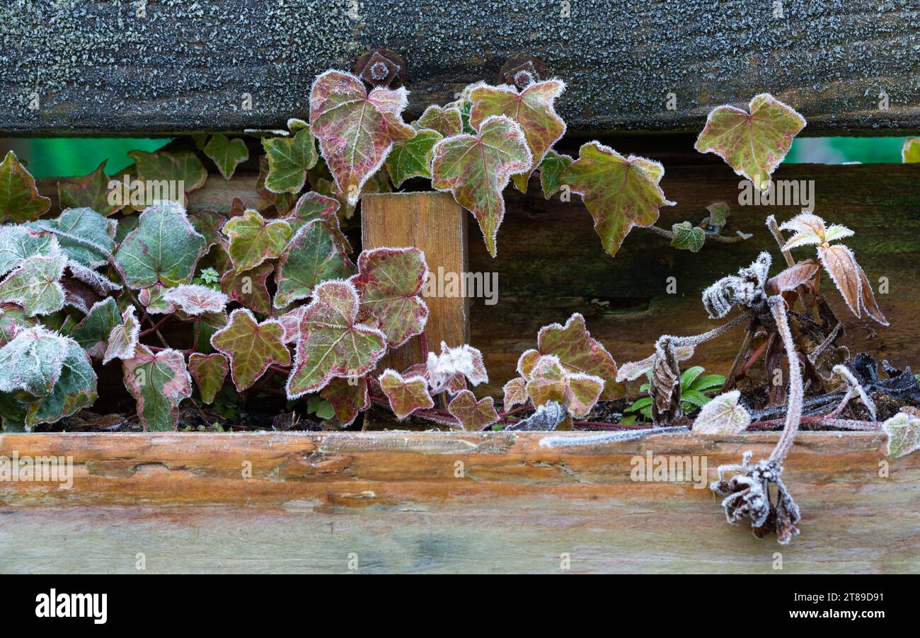 Ivy covered garden gate hi-res stock photography and images - Alamy