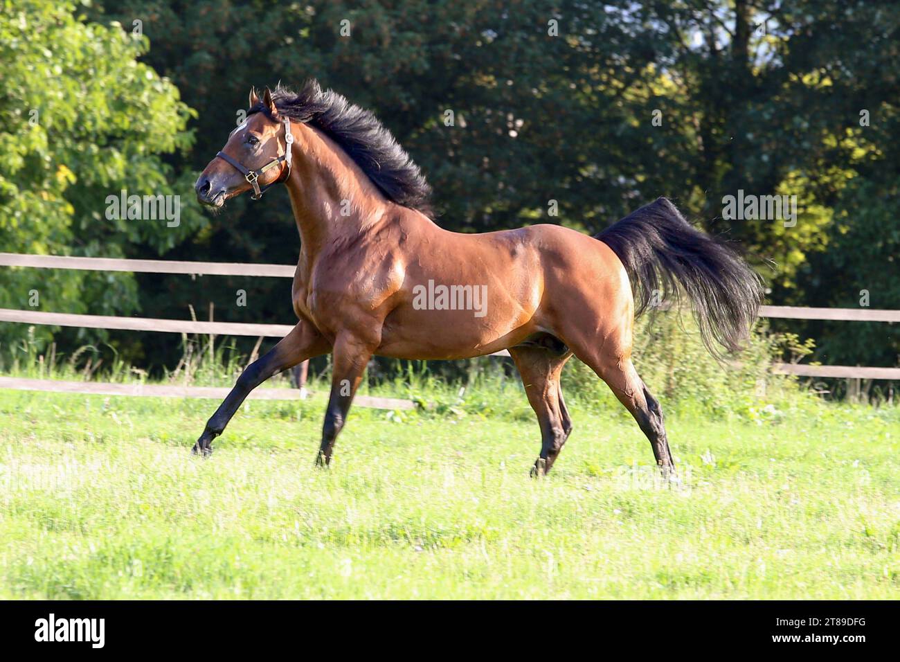 18.08.2023, Ingelheim, RheinlandPfalz, GER Pferd im Galopp auf der