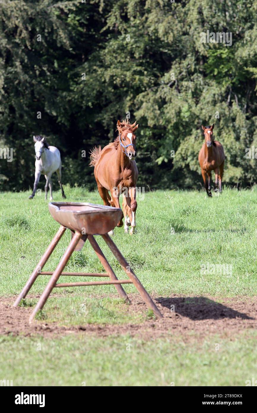 Pferde galoppieren hires stock photography and images Alamy