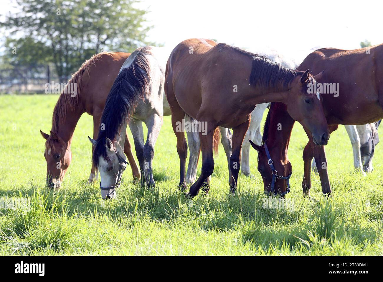 Jaehrlinge hires stock photography and images Alamy