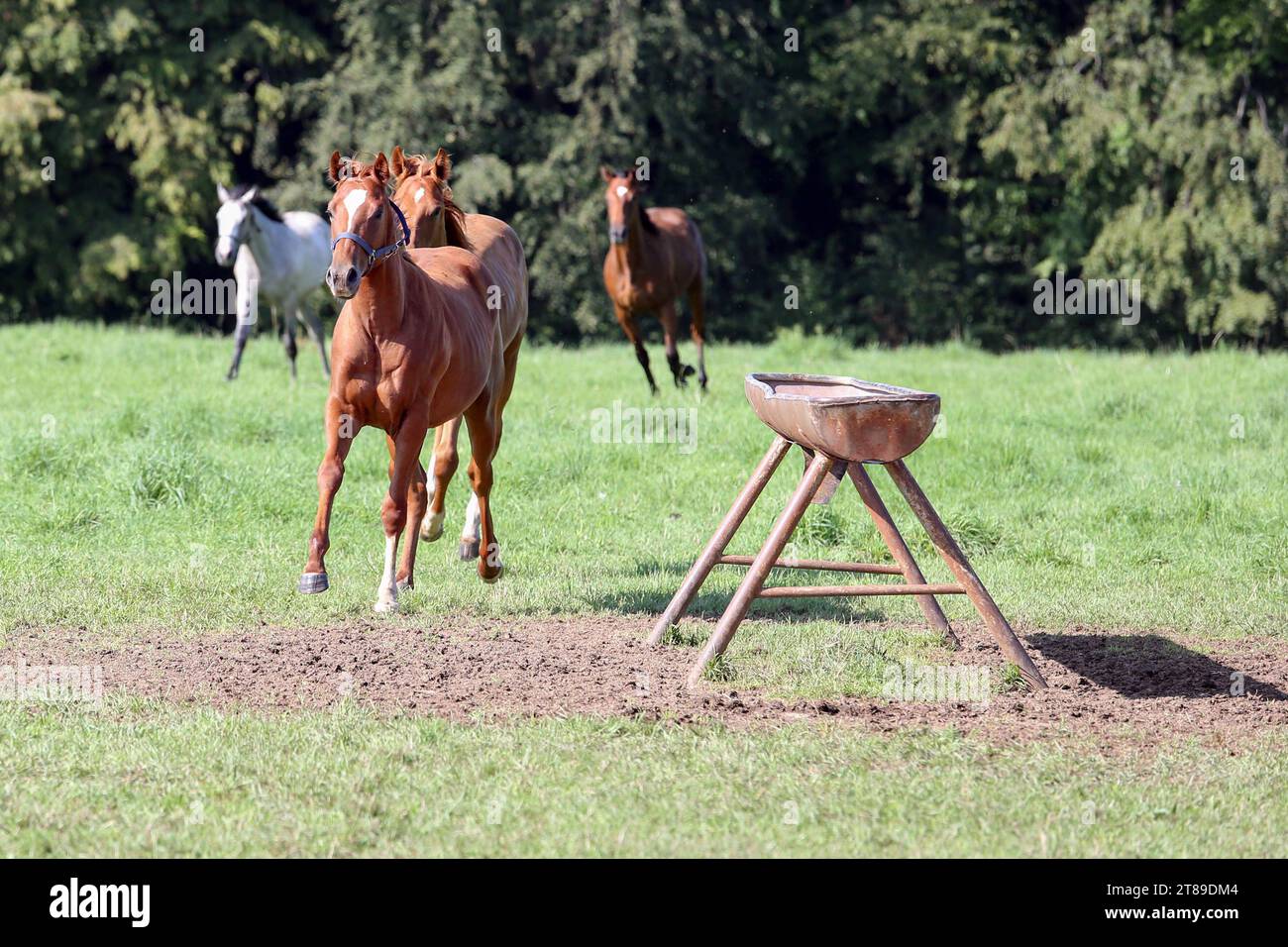 Pferde galoppieren hires stock photography and images Alamy