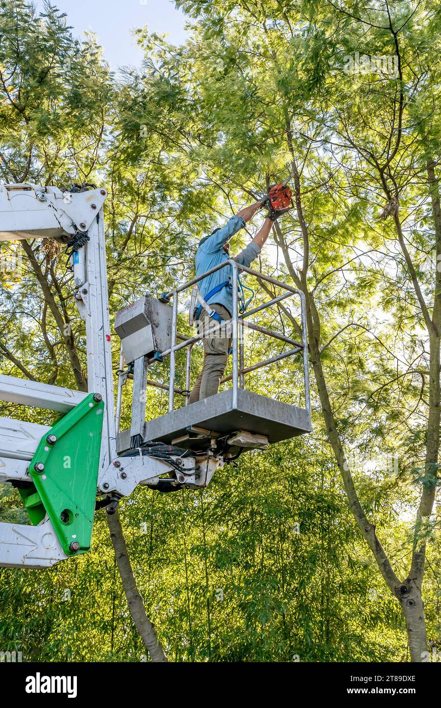 A man prunes a mimosa with a chainsaw by climbing high with an aerial platform Stock Photo