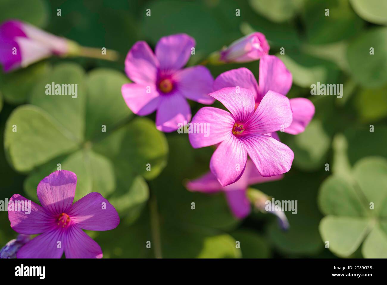 Pink Erodium ciconium flower, also known as Heron's bill, Storksbills or Filarees, on green leaves background Stock Photo