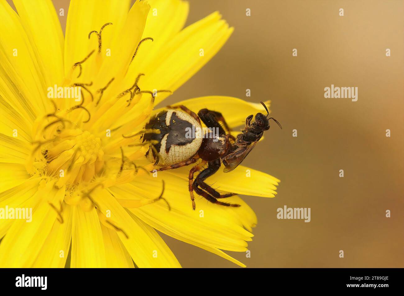 Natural closeup on the Napoleon spider, Synaema globosum, sitting in a yellow flower eating a msall black solitary bee Stock Photo