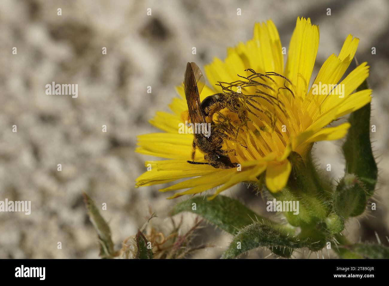 Natural closeup on a small female Furrow bee, Lasioglossum collecting pollen from a yellow Crepis flower Stock Photo