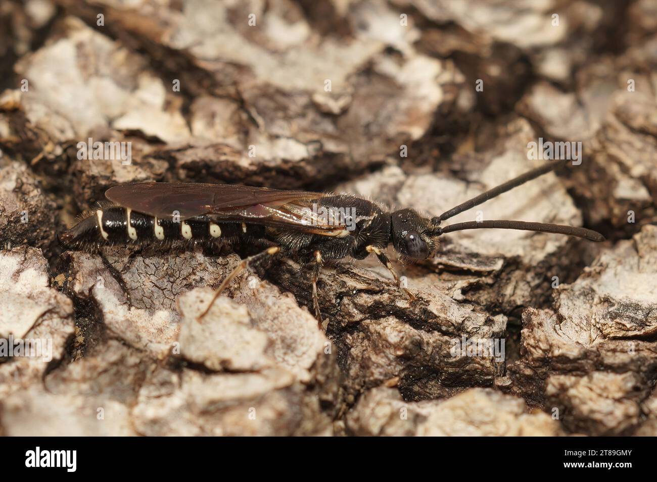 Natural closeup on a long stretched Mediterranean thynnid wasp, Meria tripunctata, sitting on wood Stock Photo