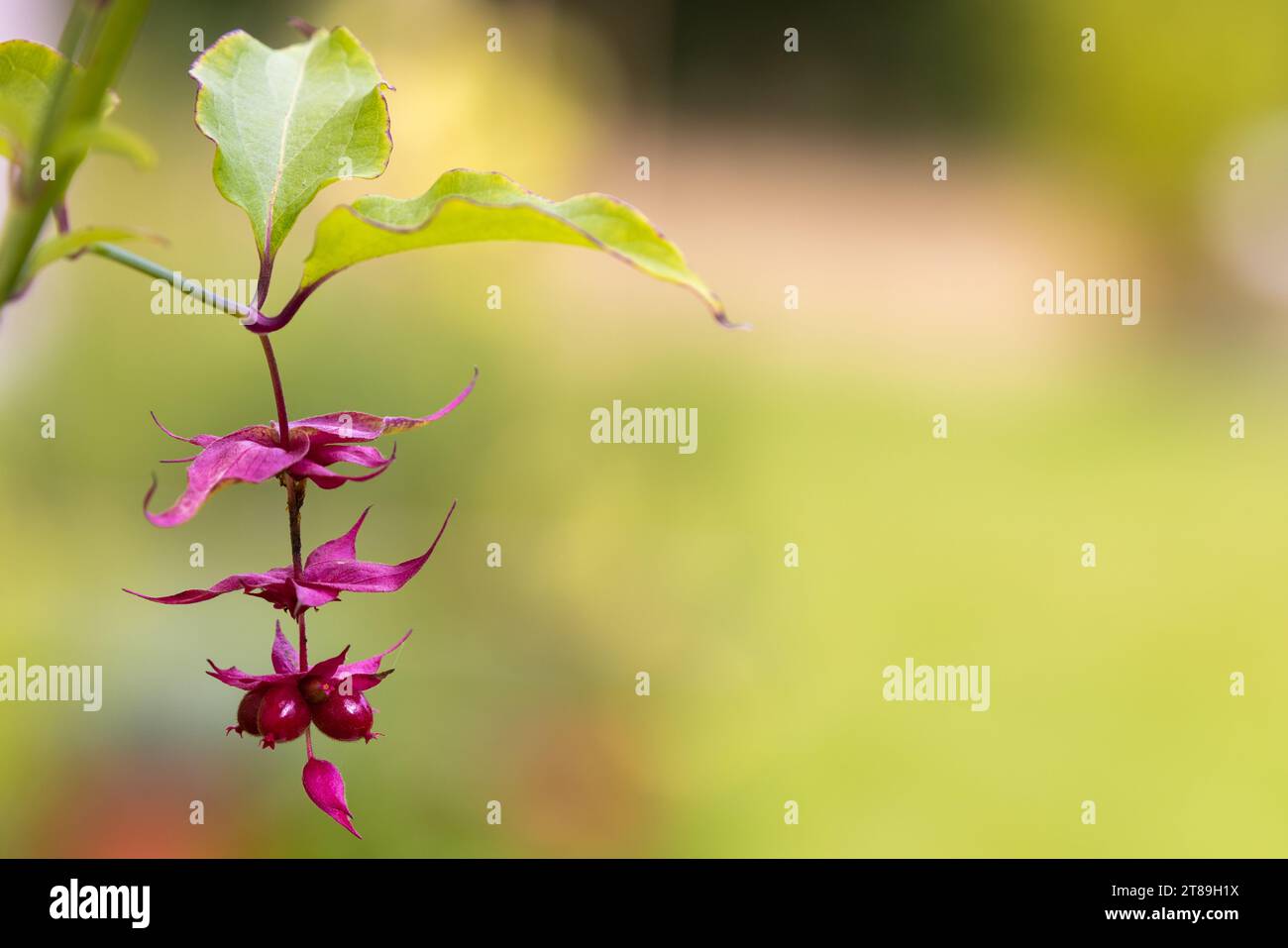 Flowering Nutmeg [ Leycesteria formosa ] seeds hnging in plant Stock