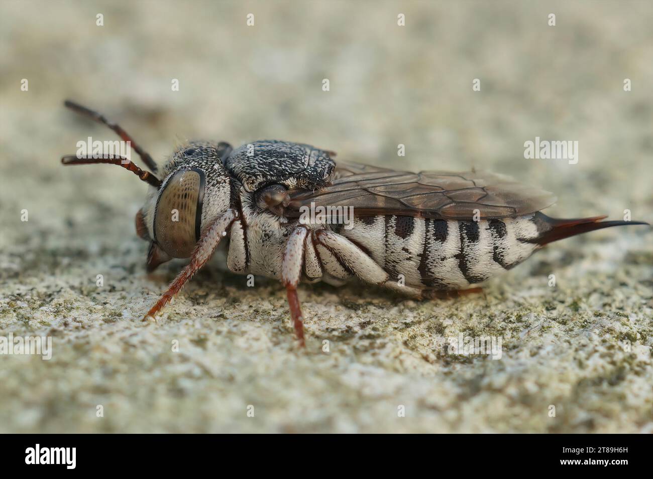 Detailed closeup on a female of the small and colorful Thorn-tailed sharptail bee, Coelioxys acanthura Stock Photo