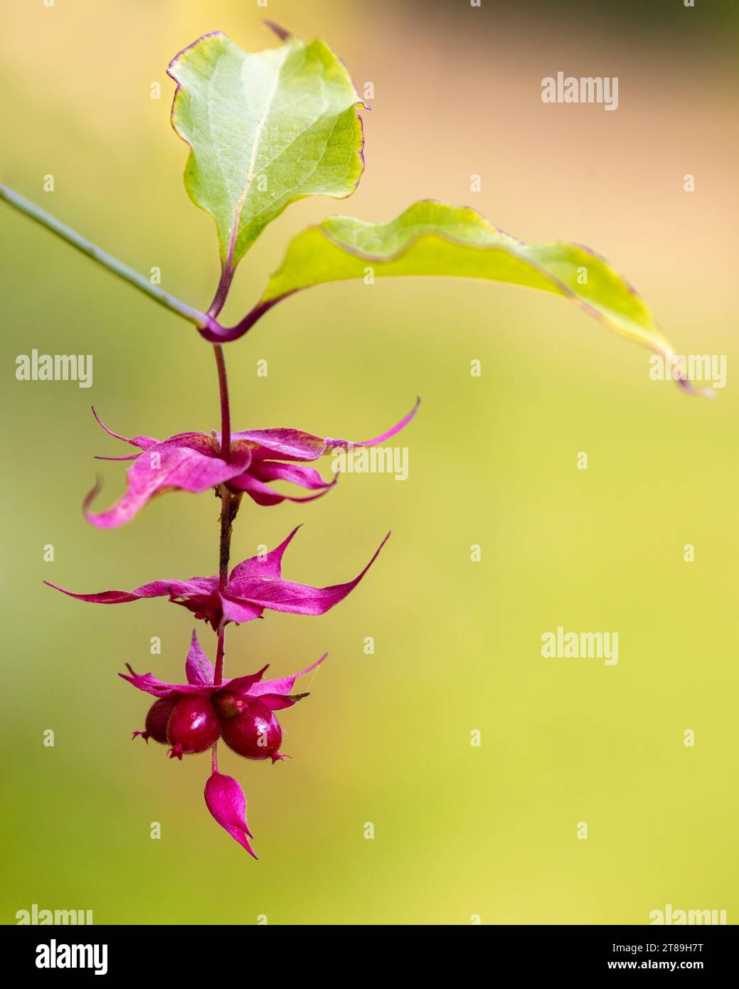 Flowering Nutmeg [ Leycesteria formosa ] seeds hnging in plant Stock
