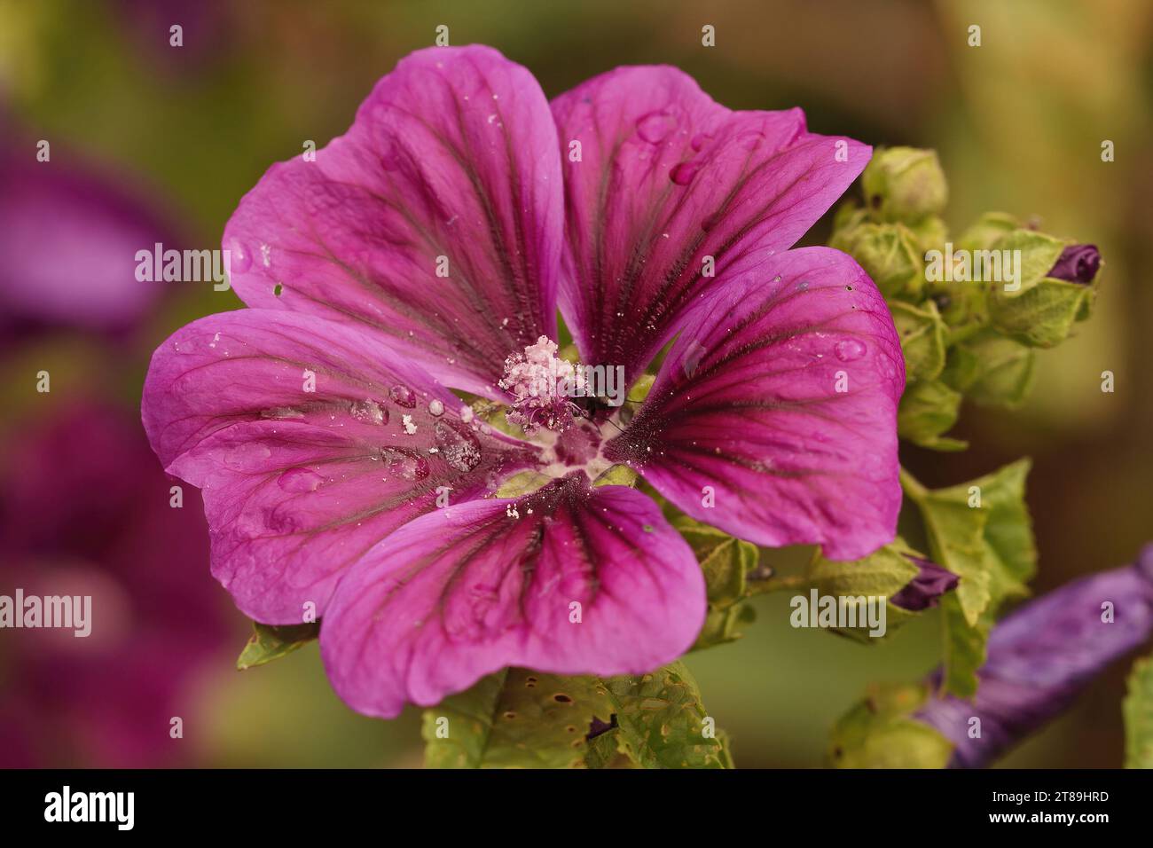 Natural closeup on a colorful satin purple flower of the Tree mallow, Malva arborea Stock Photo