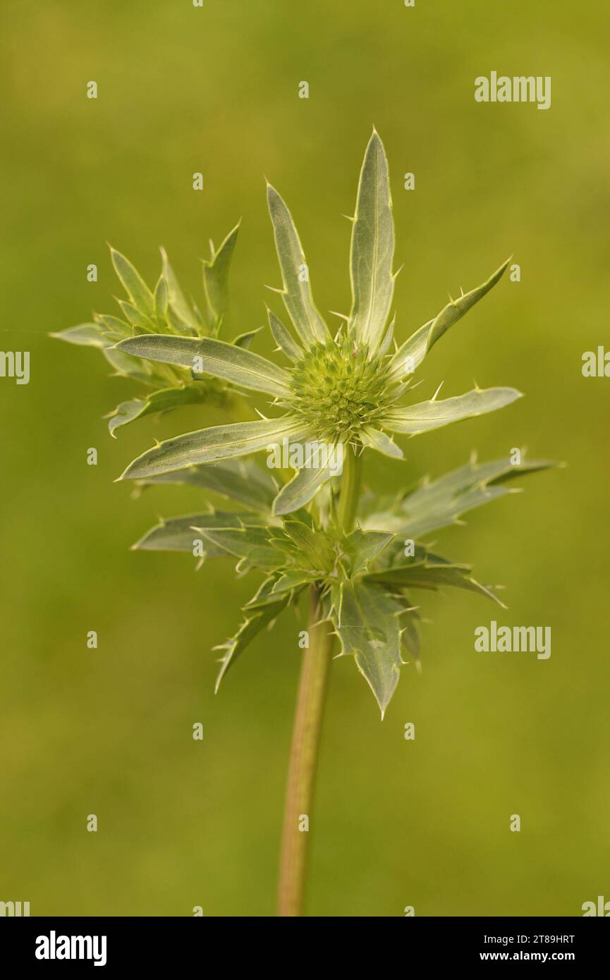 Natural vertical closeup on an emerging flower of the green Field