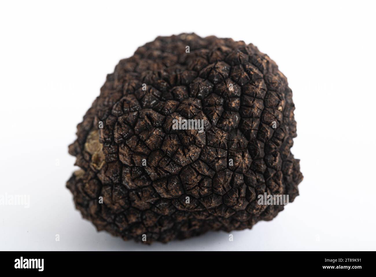 Black Truffle on a White Background Stock Photo