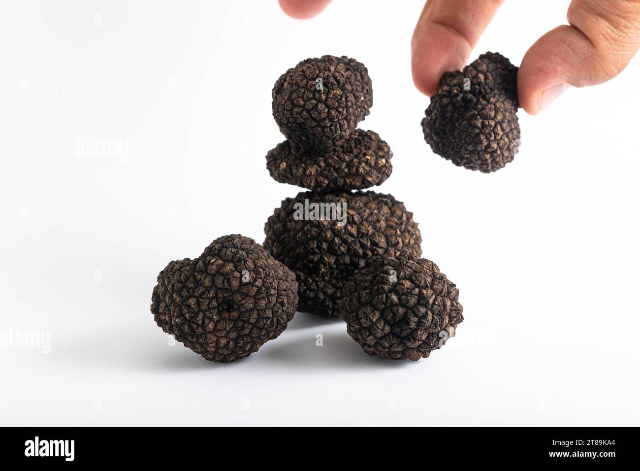 Black truffle mushroom in hand on white background, black truffle mushroom Stock Photo