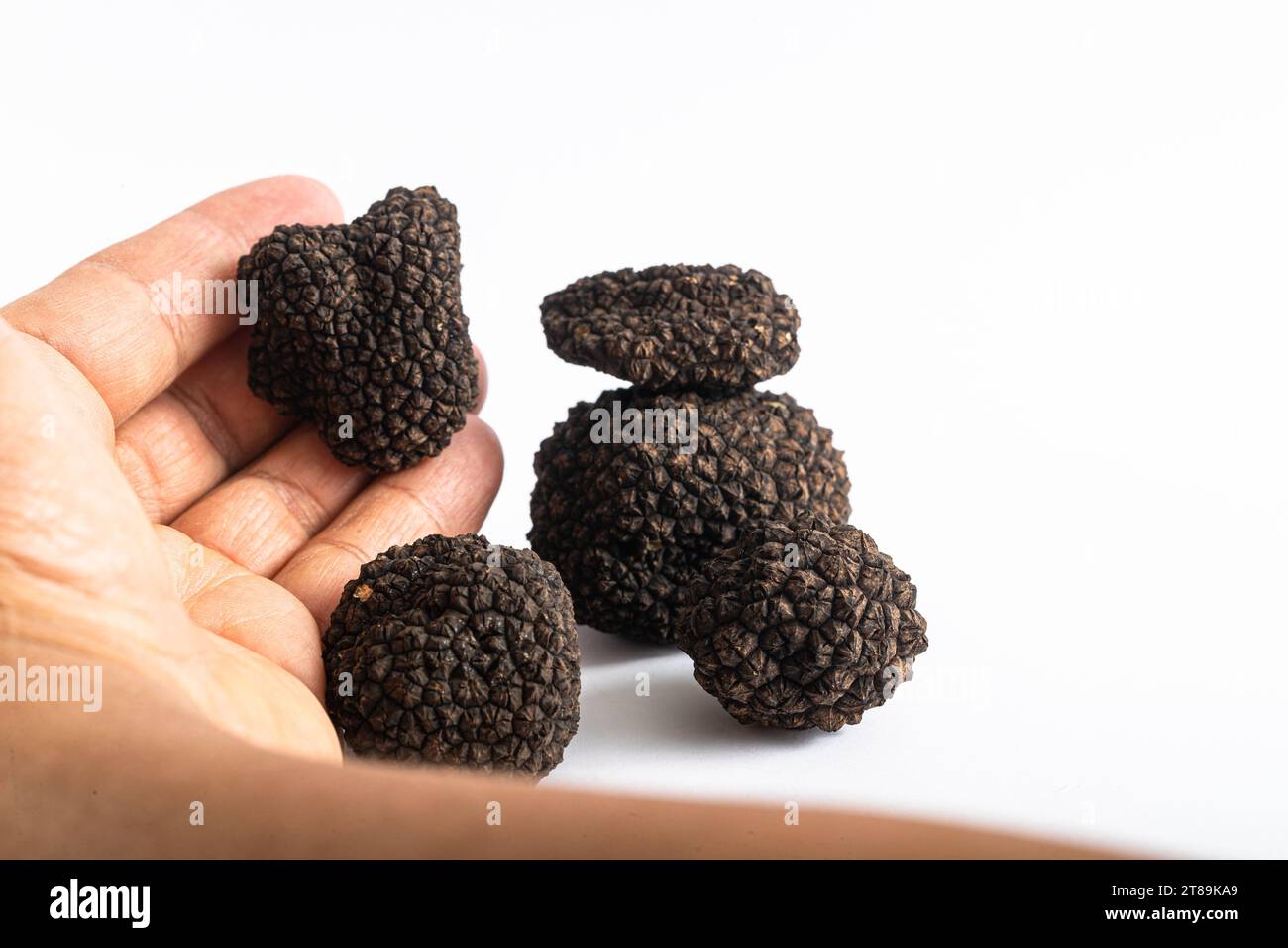 Exquisite Black Truffle Mushroom Grasped in Hand on White Background – Culinary Elegance Stock Photo