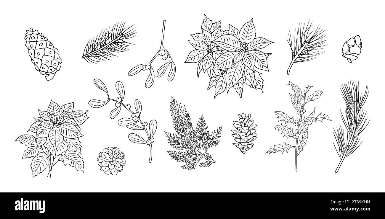 Set of Christmas botanical vector line art Stock Vector Image & Art - Alamy