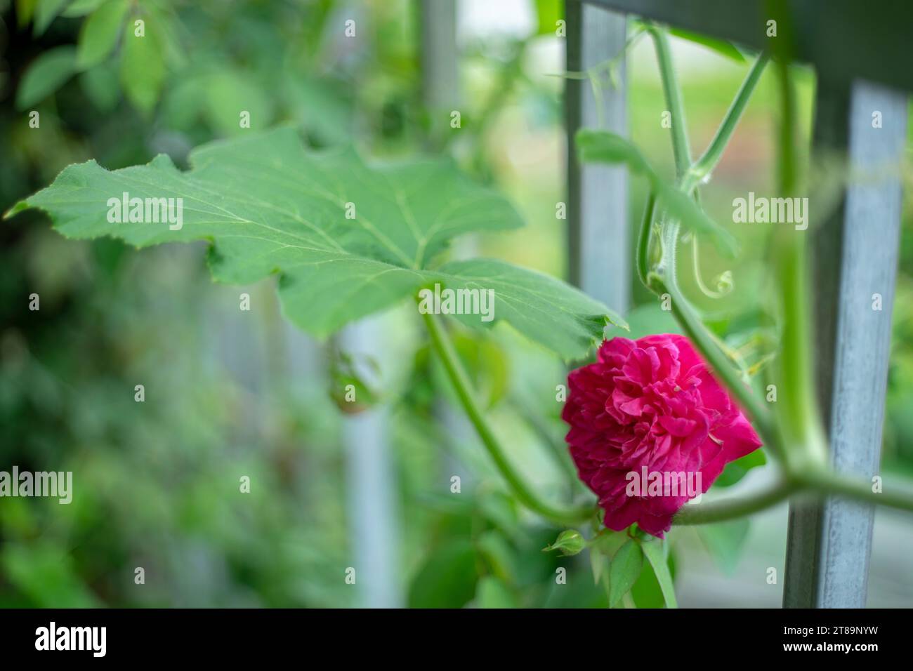 The rose blooms in the morning sun in the beautiful garden Beautiful roses shimmering in the morning sun Stock Photo