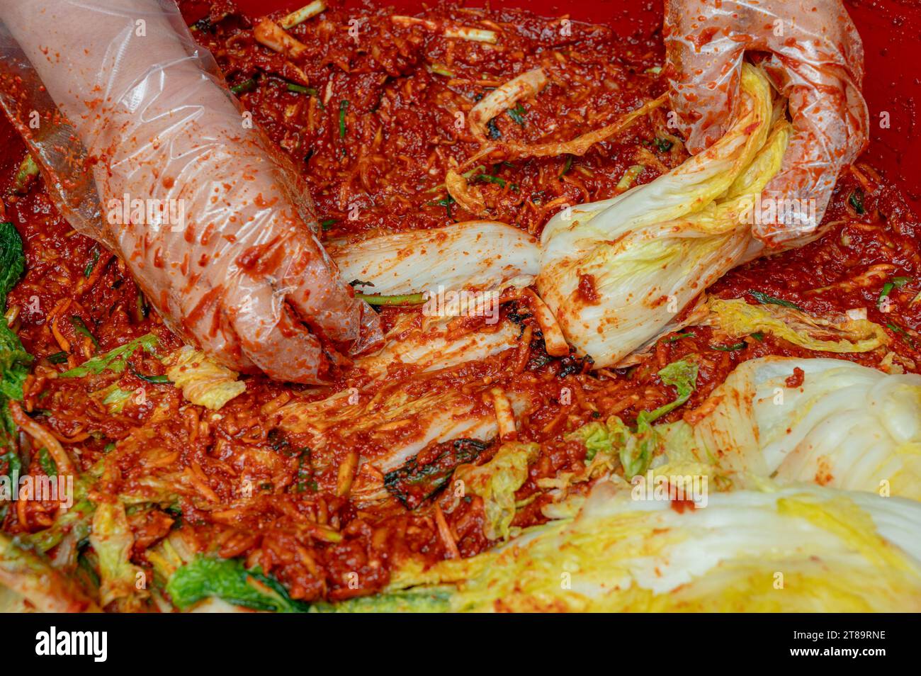 The process of making a traditional Korean dish, kimchi. Close-up of a woman's hand making cabbage kimchi by adding various seasonings to salted cabba Stock Photo