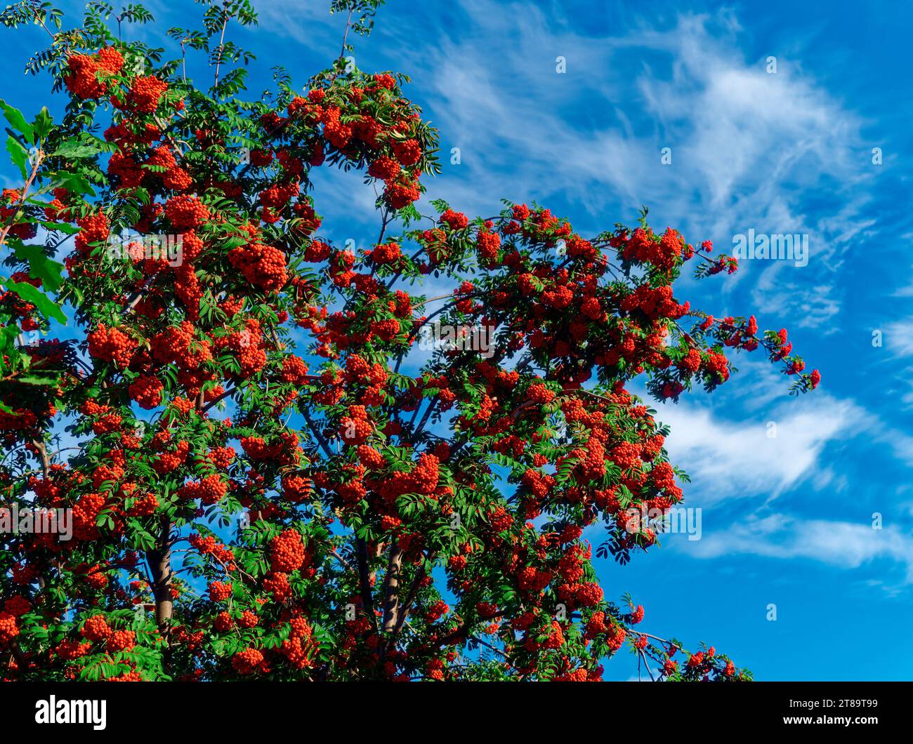 Bunches of red rowan against blue sky. Background with copy space. Rowan berries. Autumn mood. Stock Photo