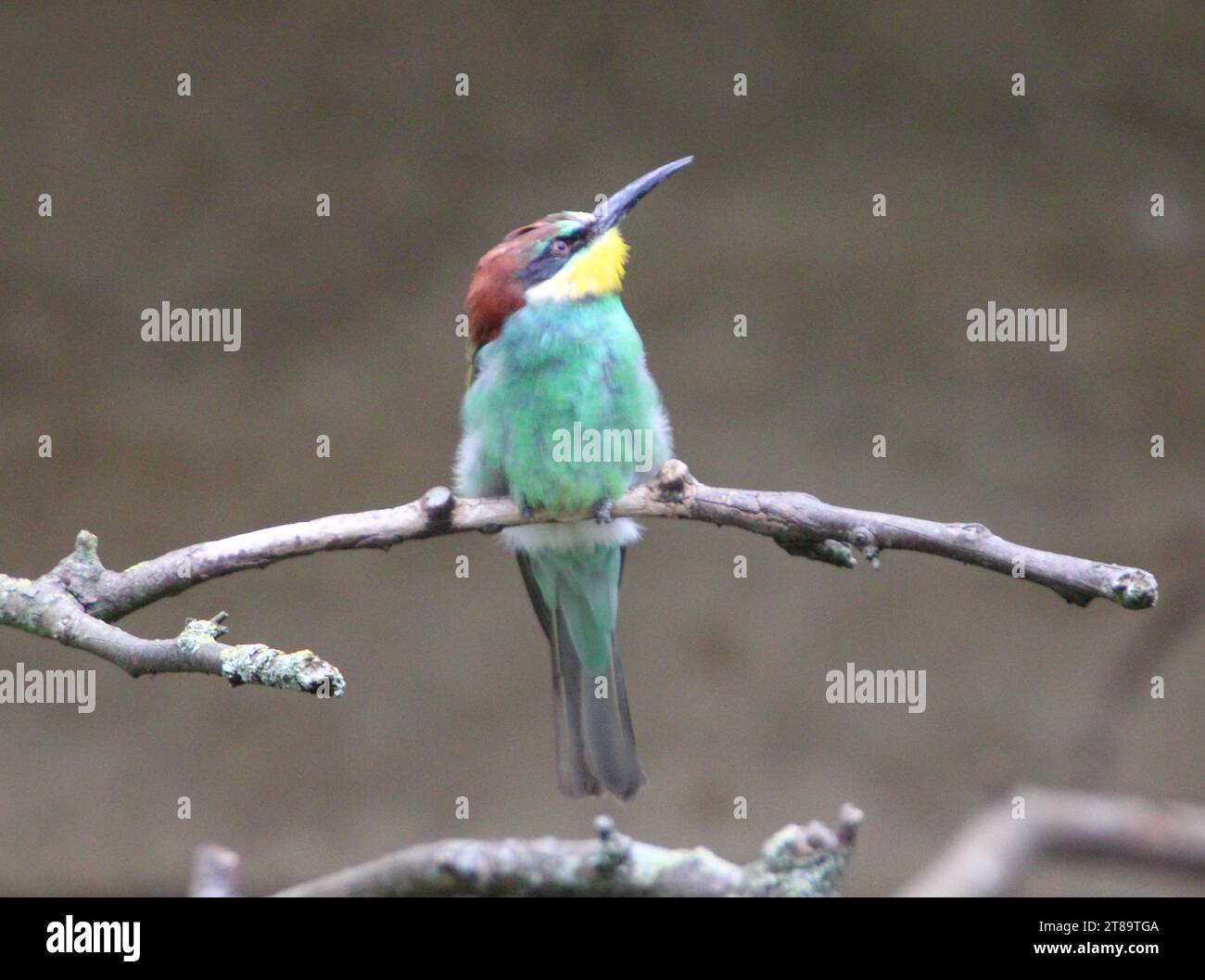 The European bee-eater (Merops apiaster) is a near passerine bird in the bee-eater family Meropidae Stock Photo