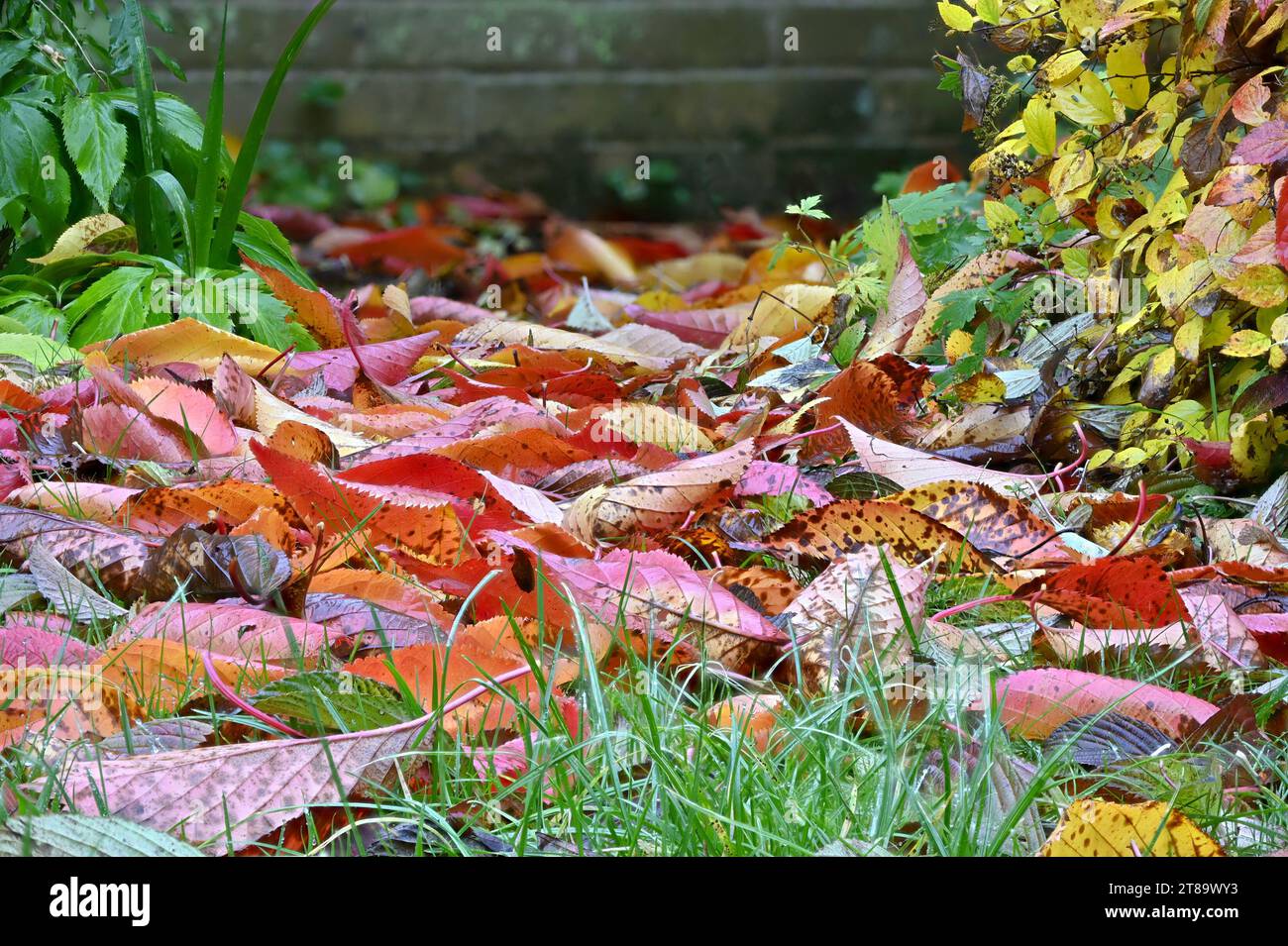 Autumn leaves uk hi-res stock photography and images - Alamy