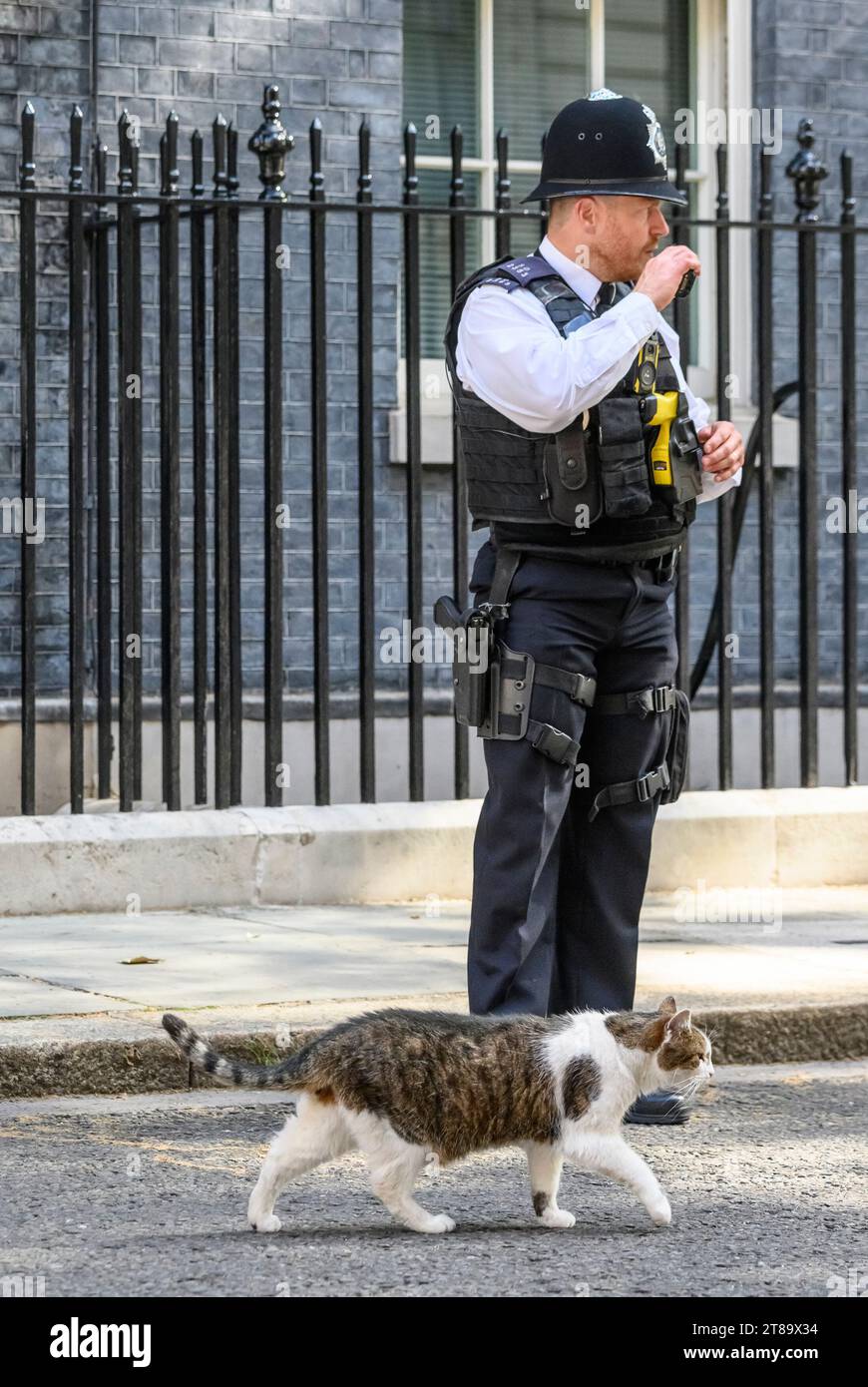 Larry the Cat Chief Mouser to the Office since 2011 in