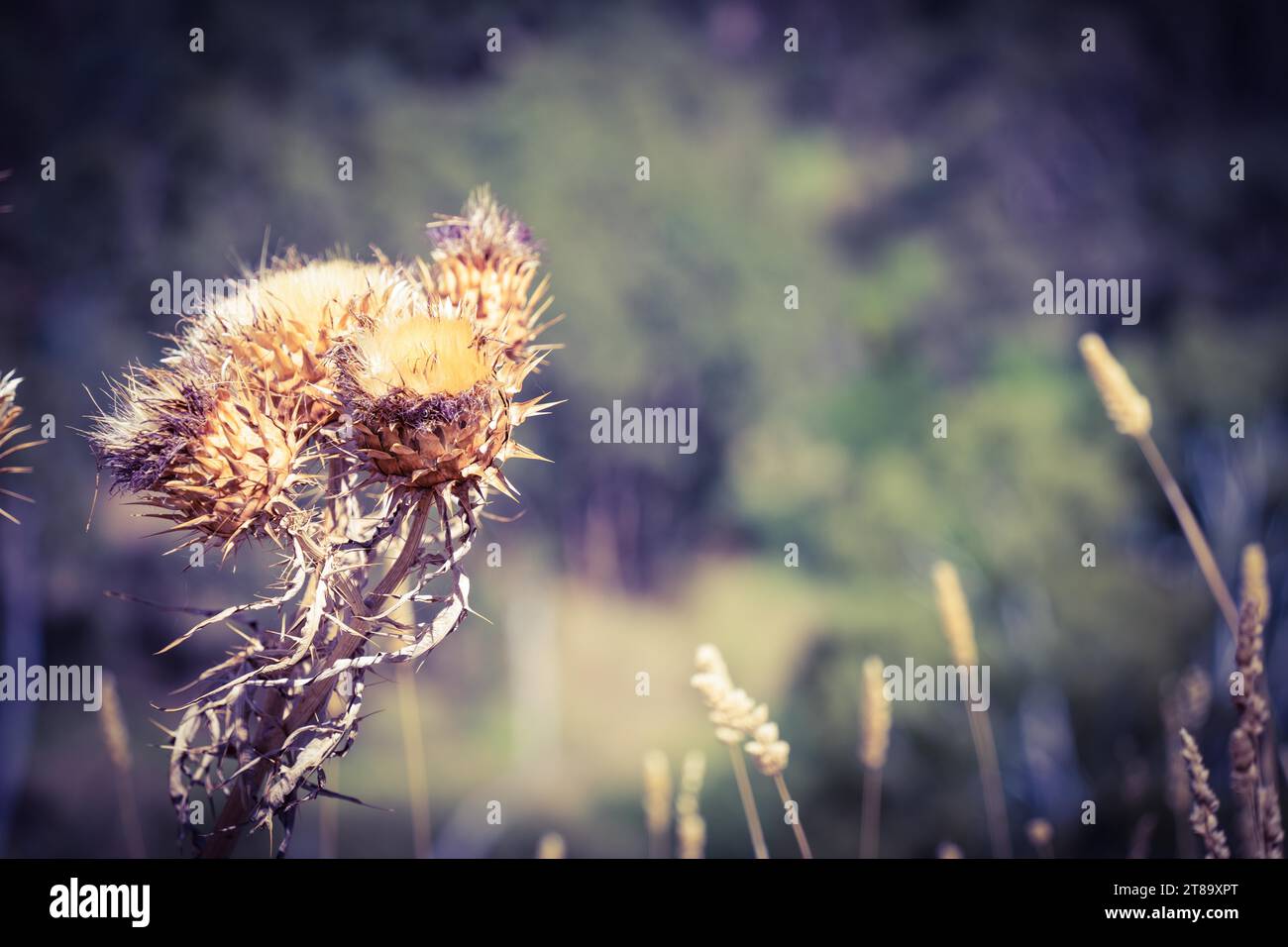 Desert plant plants hi-res stock photography and images - Alamy