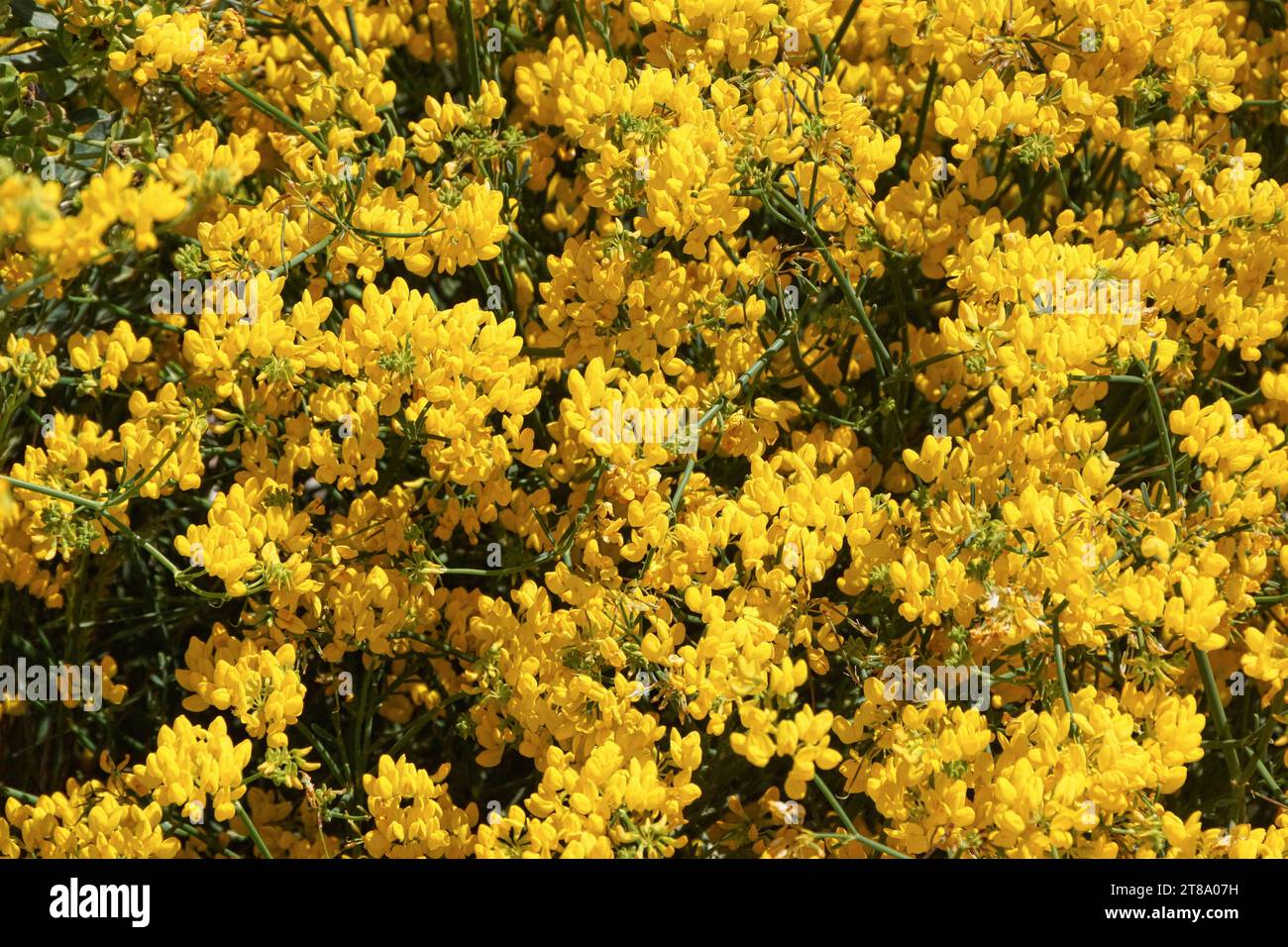 un bosquet de genet ou ajonc sous le soleil printanier de provence / a grove of genet or gorse in the spring sunshine of provence Stock Photo