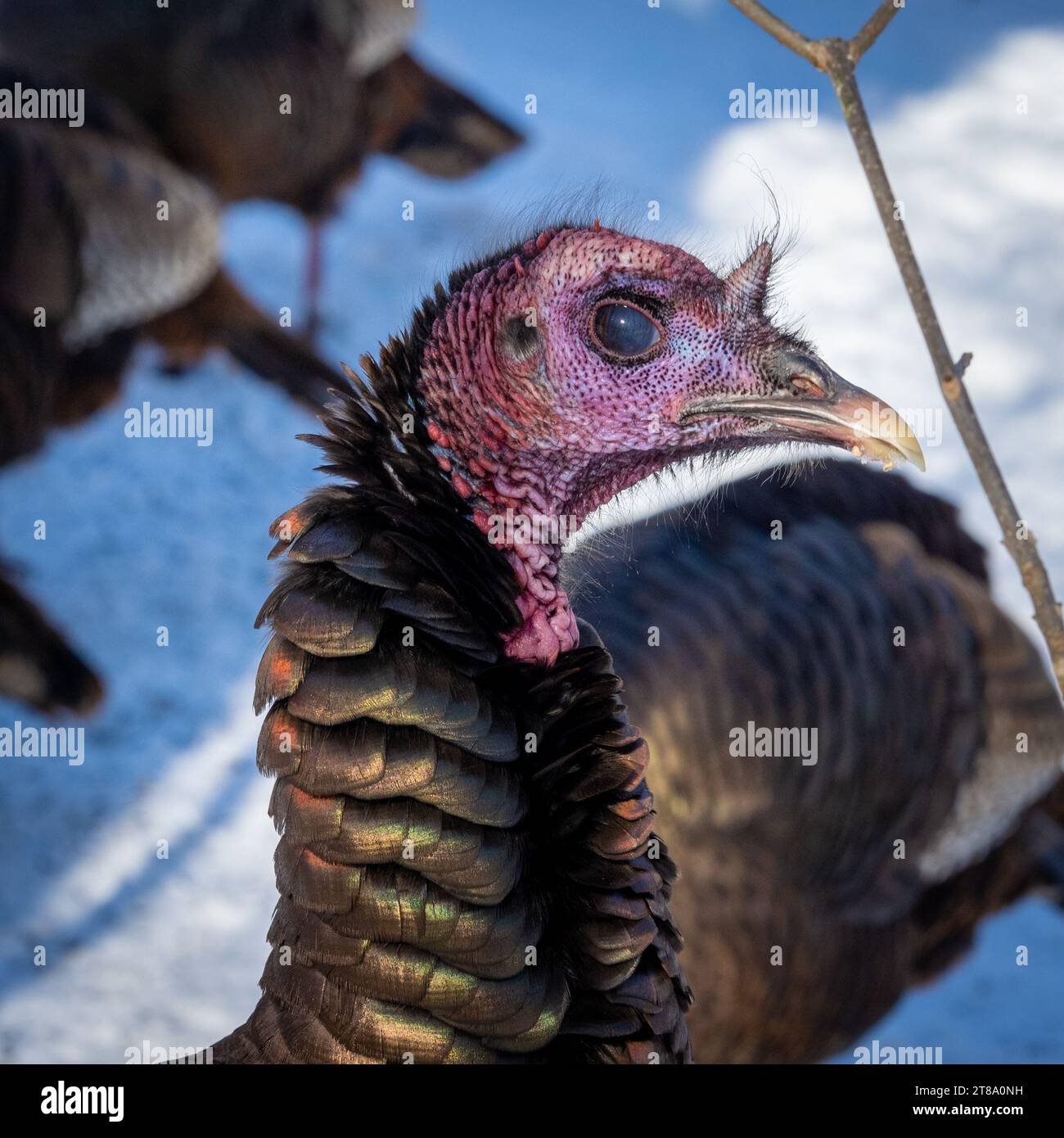 The head of a wild turkey, taken on a winter sunny day near Montreal, Quebec, Canada Stock Photo