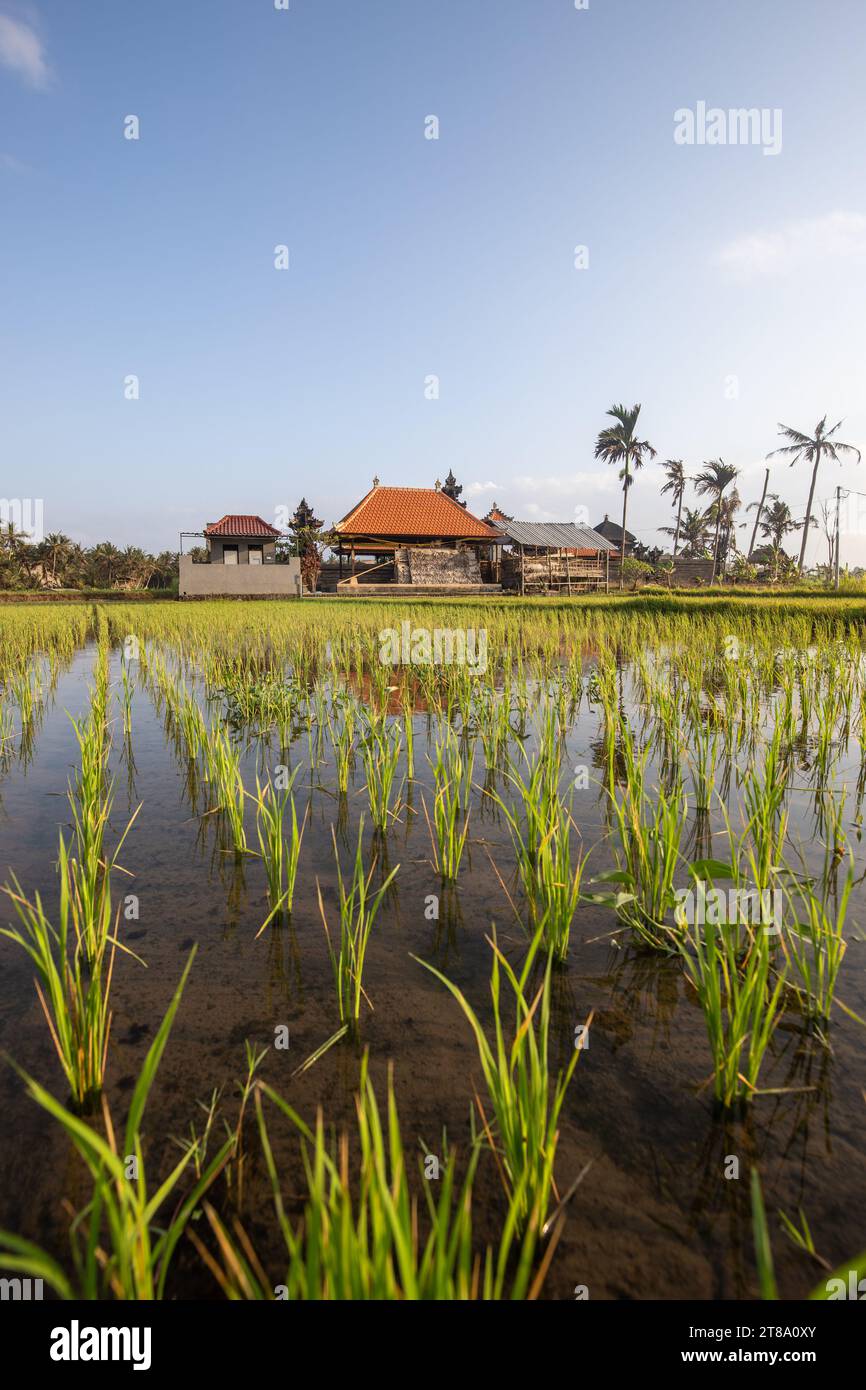 fresh rice terraces with water in the morning. View over fish green to a Hindu temple in the morning. Landscape shot on a tropical island in Bali Stock Photo
