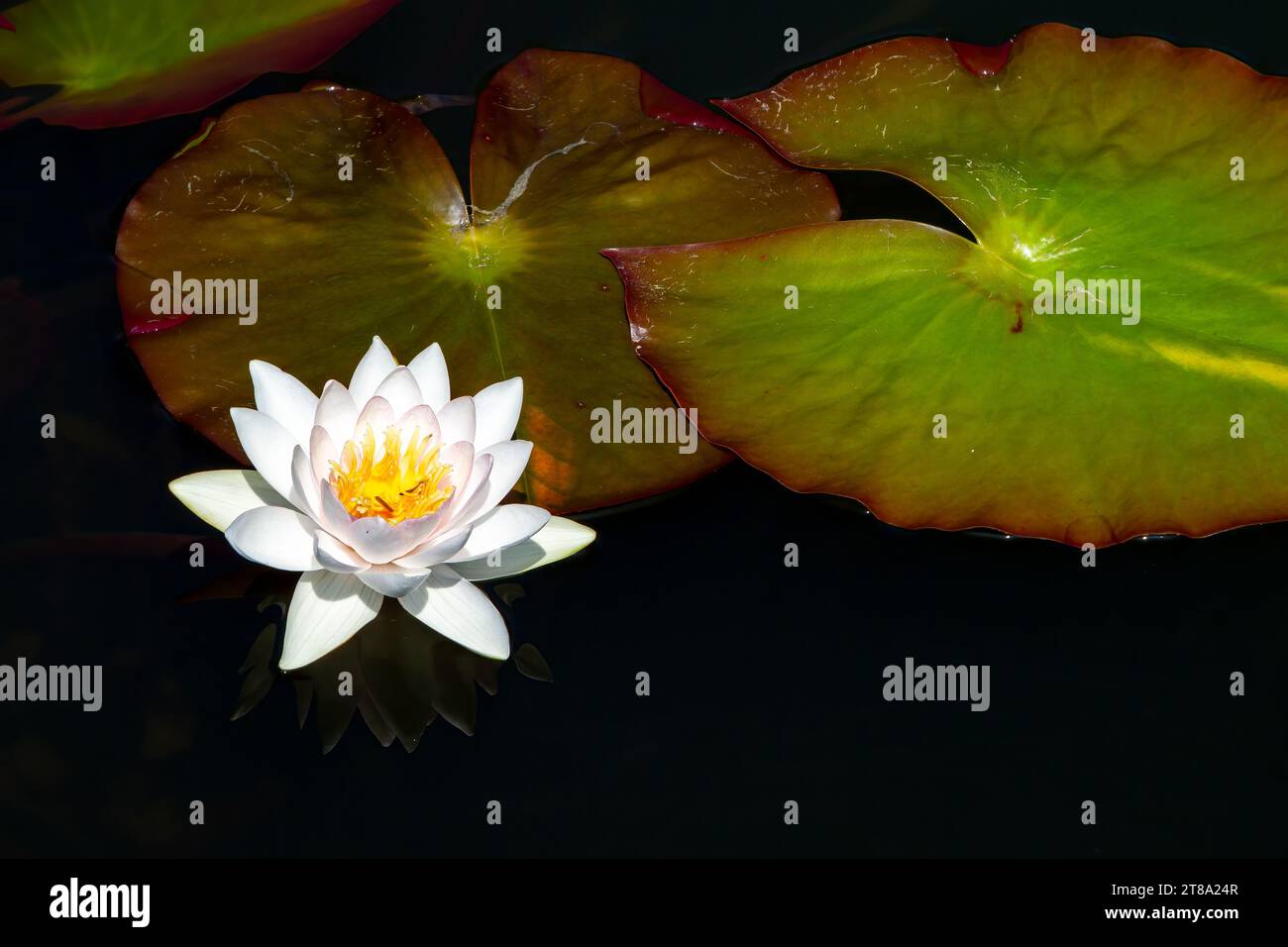 Egyptian water lilies hi-res stock photography and images - Alamy