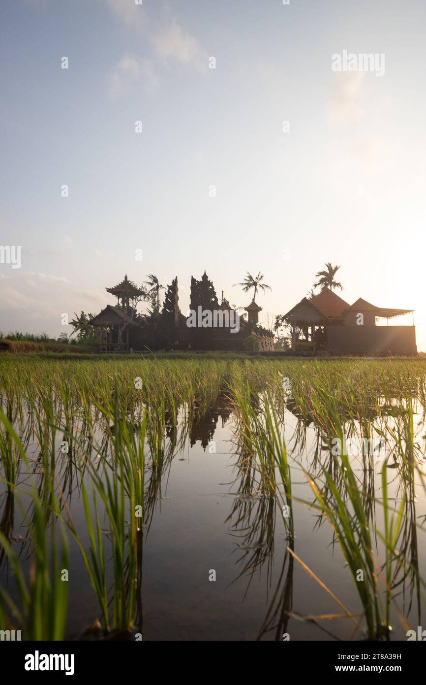 fresh rice terraces with water in the morning. View over fish green to a Hindu temple in the morning. Landscape shot on a tropical island in Bali Stock Photo