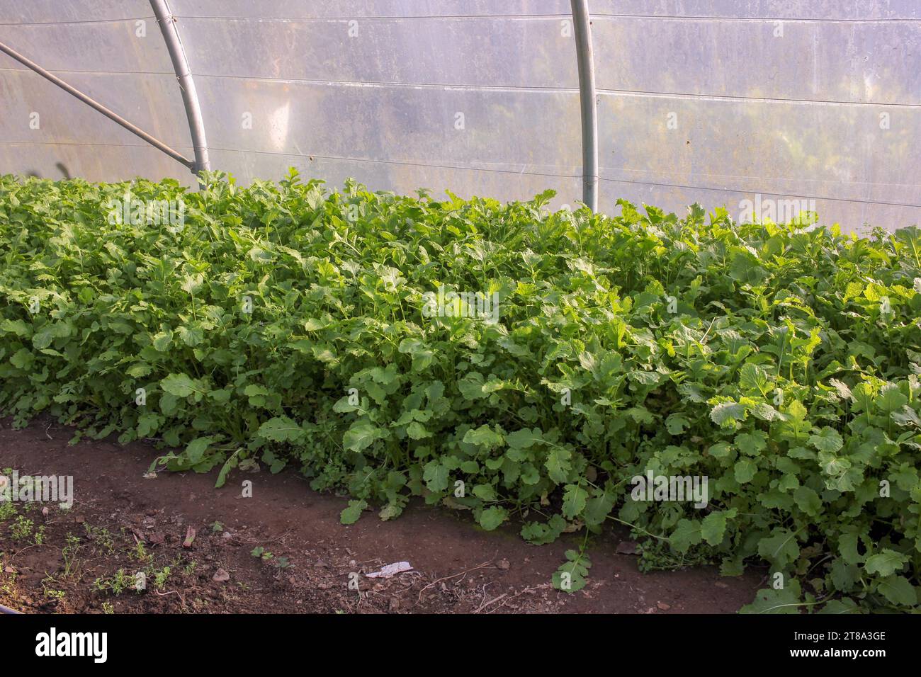 plantation of turnips growing fast in a greenhouse Stock Photo Alamy