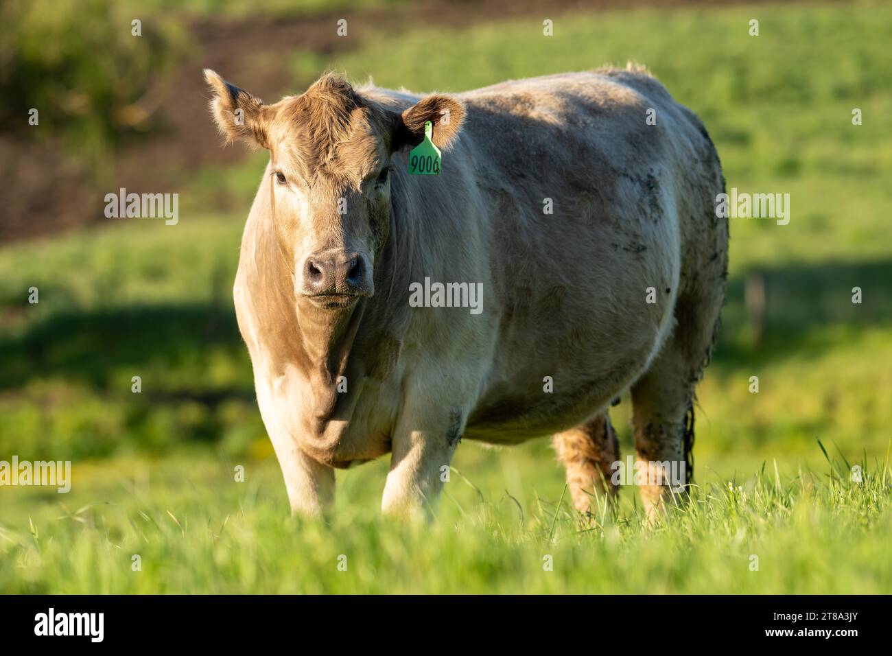 australian farming landscape in springtime with angus and murray grey cows growing beef cattle in spring Stock Photo