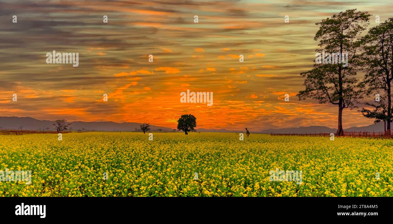 An Indian farmer walks on a field full of blooming mustard plants, on a beautiful winter evening. A colourful sky makes the scene extremely serene.. Stock Photo