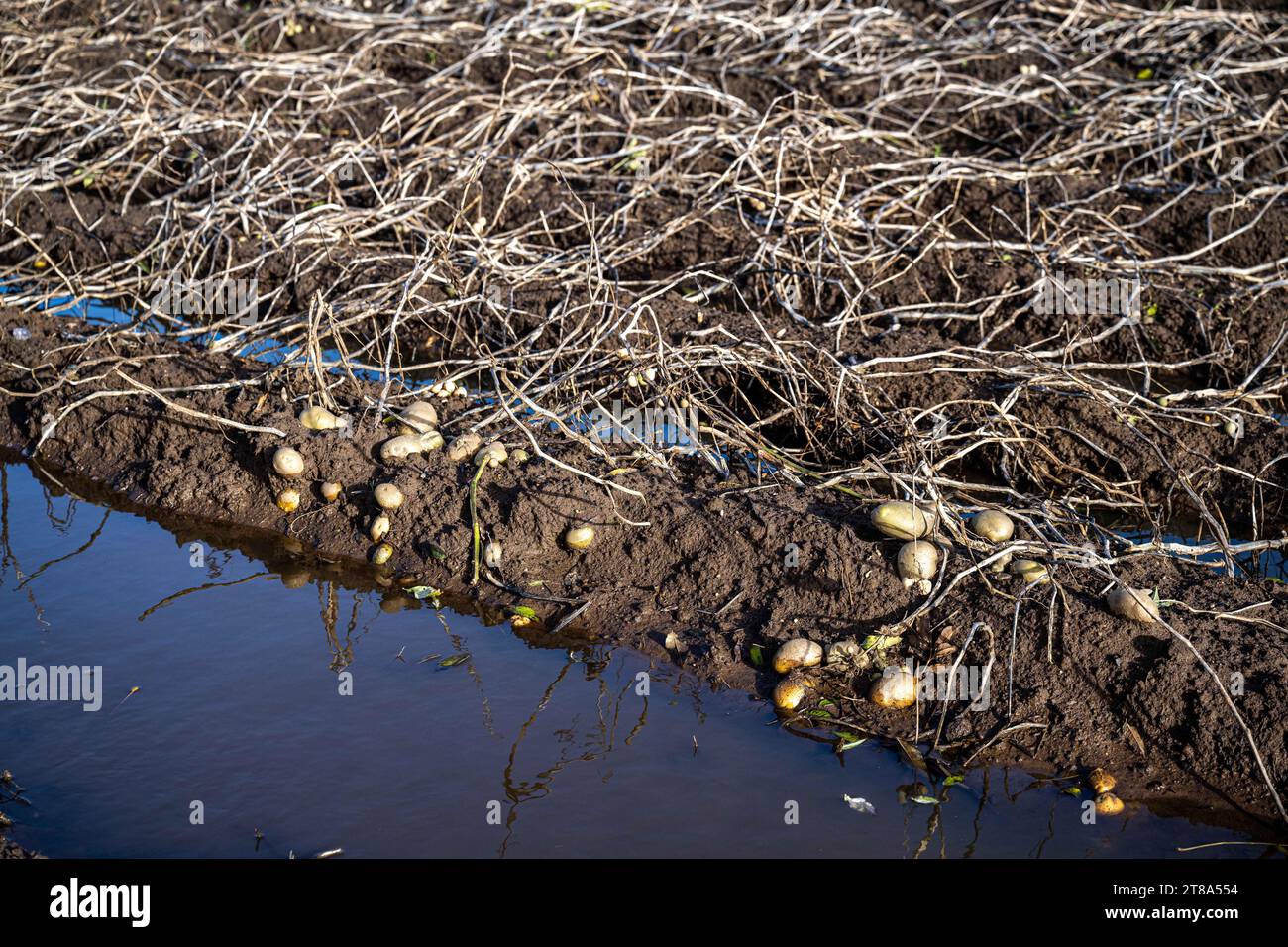 Stabroek, Belgium. 19th Nov, 2023. Illustration picture shows a flooded potato field, after days