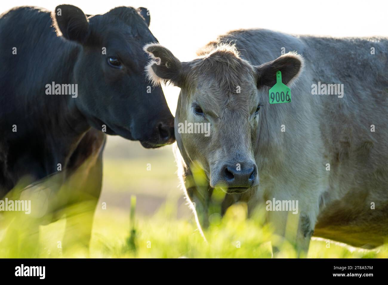 australian farming landscape in springtime with angus and murray grey cows growing beef cattle in spring Stock Photo