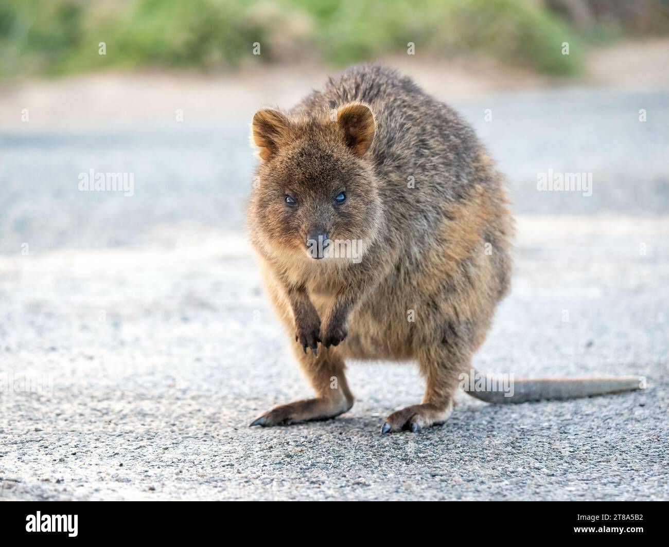 Cute Quokka, Rottnest Island, Western Australia Stock Photo
