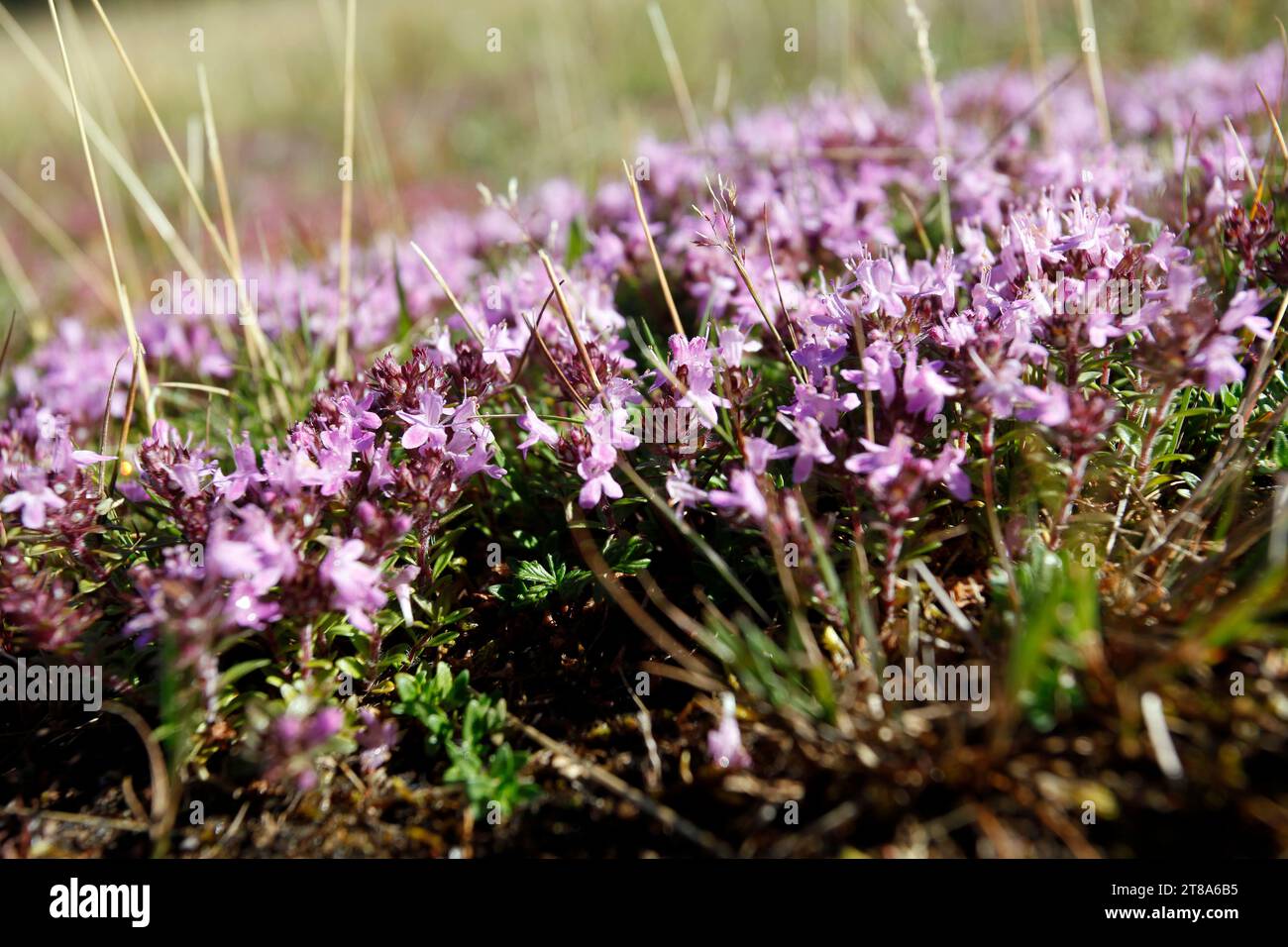 Wild Thyme (Thymus serpyllum), flowering on malma hed (moor land) Stock Photo